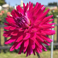 TG-15-Carmen-Johns-Miracle