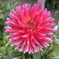 TG-21-Hollyhill-Sugar-Baby