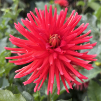 TG-22-Rivers-Matilda