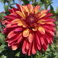 TG-27-Gitts-Braveheart