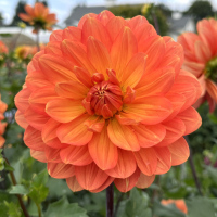 TG-28-Hollyhill-Calypso