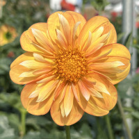 TG-33-Lillians-Butternut