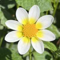 TG-36-EJs-June-Hollers