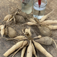 Dividing Tubers Pictorial Paula Fisher, Garden Bee Flower Farm