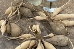 Dividing Tubers Pictorial Paula Fisher, Garden Bee Flower Farm