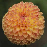 Clearview Butterscotch at Eastern TG