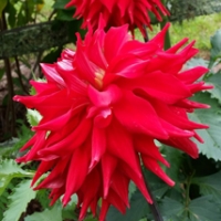 Allen's-Big-Red-GS