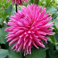 Allen's-Smoky-Skies-GS