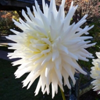 Hilltop-Moonshine-GS