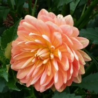 Sandia-Susan-GS