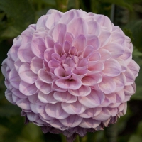 Pixie at Inland Empire TG