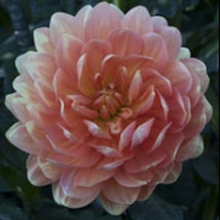 Sandia Susan at Inland Empire TG