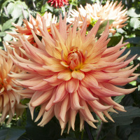 Garden Club of Dayton