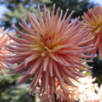 Hollyhill Peachy Keen