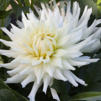 Mira Cali White