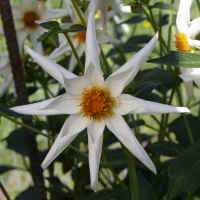 Sungate's Star