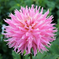 Allen's Pink Treasure at Mid-Atlantic TG