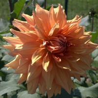 Allen's Big Bang in Mid-Atlantic Trial Garden