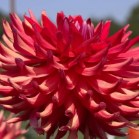 Carmen Gemma in Mid-Atlantic Trial Garden