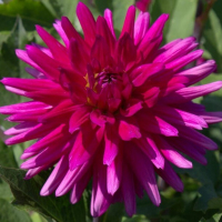 Carmen Pio in Mid-Atlantic Trial Garden