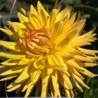 Clearview Shannon in Mid-Atlantic Trial Garden