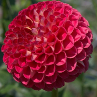 Hollyhill Firecracker in Mid-Atlantic Trial Garden