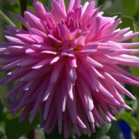 River's Angie in Mid-Atlantic Trial Garden