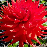 Allen's Tsunami in Mid-Atlantic Trial Garden