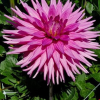 Clearview Carol Marie in Mid-Atlantic Trial Garden