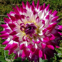 Daddy's' Little Girl in Mid-Atlantic Trial Garden