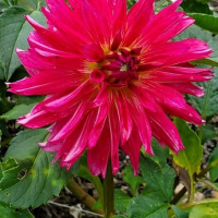 River's Watermelon in Mid-Atlantic Trial Garden