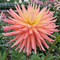 Hollyhill Peachy Keen