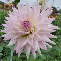 Sandia Stargazer