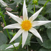 Sungate STAR