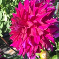 Allen's High Voltage at North Central TG