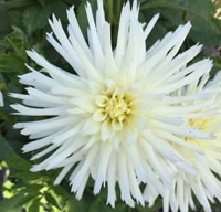 Allen's Snowy Woods at North Central TG