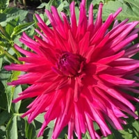 Clearview Scarlett at North Central TG