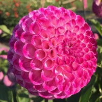 Hollyhill Confetti at North Central TG