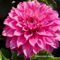 CLEARVIEW JEWEL NC