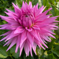 Clearview Carol Marie in North Central Trial Garden