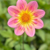 Kelsey Aria in North Central Trial Garden