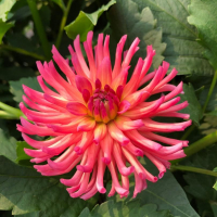 River's Coral in North Central Trial Garden