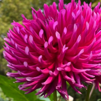 River's Spikey Norm in North Central Trial Garden