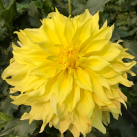 Sandia Fluffy in North Central Trial Garden