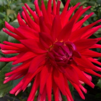 Carmen Gemma in North Central Trial Garden