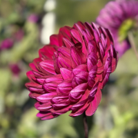 19-Sandia Regal