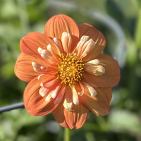 21-Lilian's Butternut