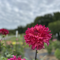 7-HBG  Aurora Rose