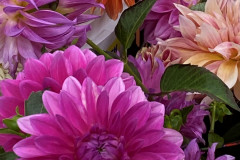 070 - Dahlias to show