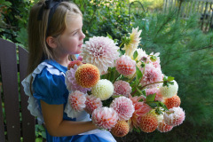 1-Alice in DahliaLand